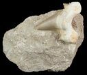 Otodus Shark Tooth Fossil In Rock - Eocene #47726-1